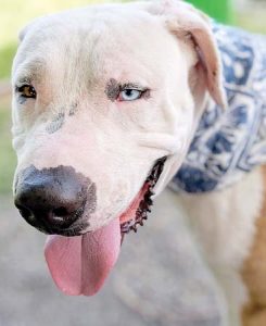 Pet of the Week
